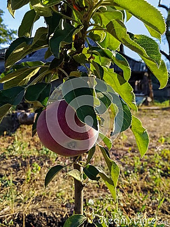 First harvest, one ripening apple on young tree. Fresh organic apple. Vertical photo. Close-up. Stock Photo