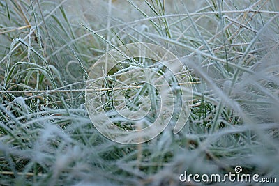 First hoarfrost in czech city of Chomutov on 31th october 2019 in morning Stock Photo