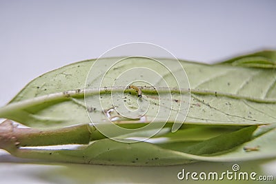 First instar Monarch caterpillar on leaf. Tiny caterpillar of Plain Tiger butterfly crawling on leaf. Baby caterpillar Stock Photo