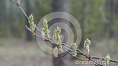 The first leaves and buds, spring quiet park Stock Photo