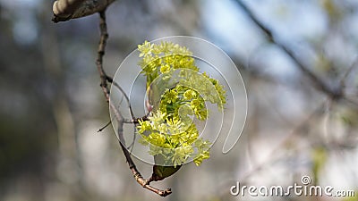 The first leaves in a sunny, spring quiet Stock Photo