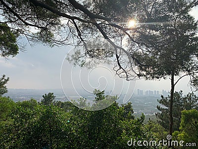 First light of morning pine tree Editorial Stock Photo