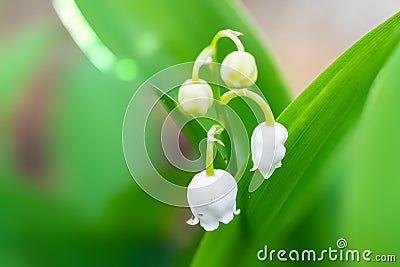 First lily of the valley Stock Photo