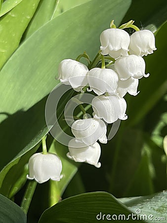 Spring lily of the valley in sunlight Stock Photo