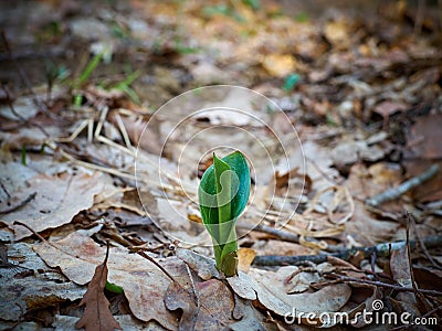 First Lily of the valley sprout in spring forest. Stock Photo