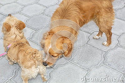 The first meeting of dogs, Spaniel sniffs the backside of the other dog for the first time. Stock Photo