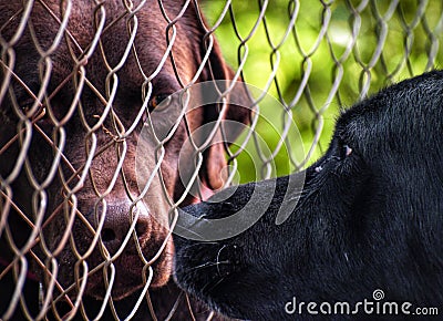 First meeting or introduction between two dogs. Two doggies or dogs smelling each other in their first encounter. Portrait of Stock Photo