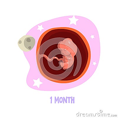 First month of pregnancy. Growth fetal in womb. Embryo development. Vector element for poster, educational book or Vector Illustration