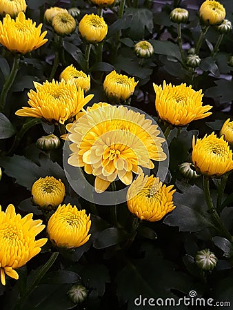 First morning yellow bloom mums Stock Photo