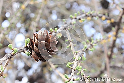 The first needles on larch Stock Photo