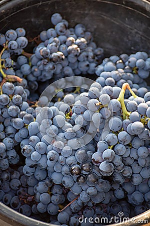 First new harvest of black wine grape in Provence, France, ready for first pressing, traditional festival in France Stock Photo