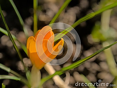Bright orange crocus in the spring garden Stock Photo