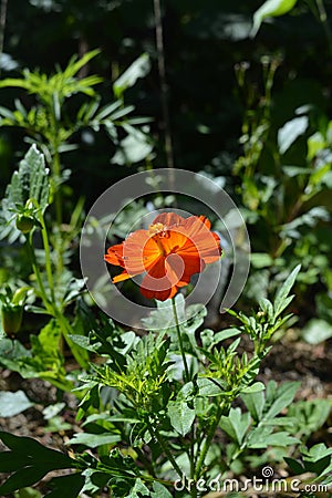 First orange-red flower of cosmos in the beginning of summer Stock Photo