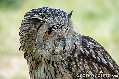 An owl observes its prey Stock Photo