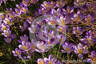 The first sign of spring heralded in mid February by these early flowering crocuses in a British garden Editorial Stock Photo