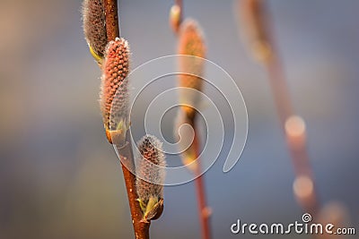 The first sign of Spring Stock Photo