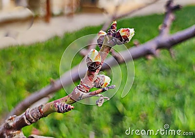 The first signs of spring in February in gardens on the Absheron Peninsula Stock Photo