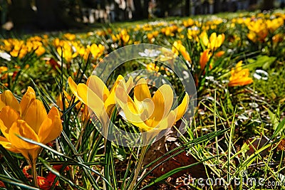 First signs of spring small crocus Stock Photo