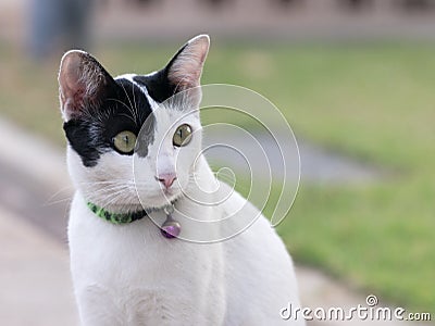 First signs of spring Stock Photo