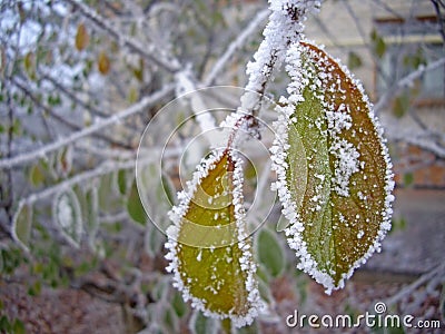 The first snow Stock Photo