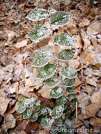 The first snow Stock Photo