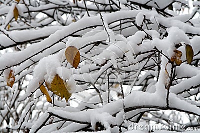 First snow Stock Photo