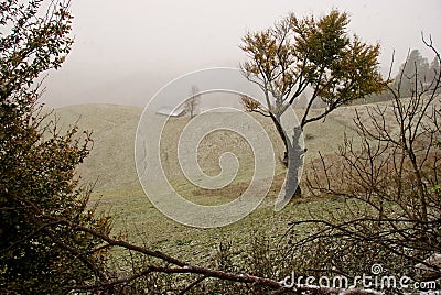 First snow Stock Photo