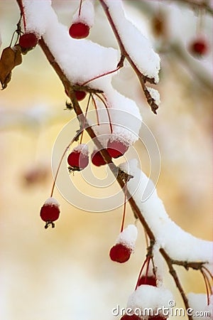 First snow Stock Photo