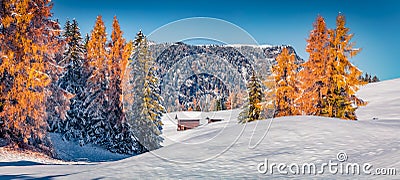 First snow in Alpe di Siusi village.Wooden chalet among the red larch trres. Stock Photo