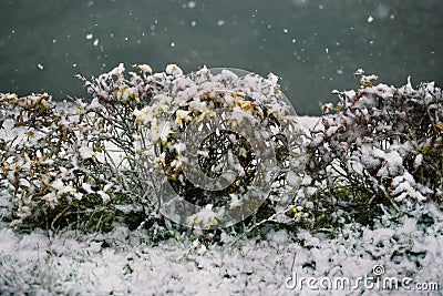 First snow, snow flakes falling. Snowfall and the first snow on the street in winter. Frosty and cold weather in winter Stock Photo