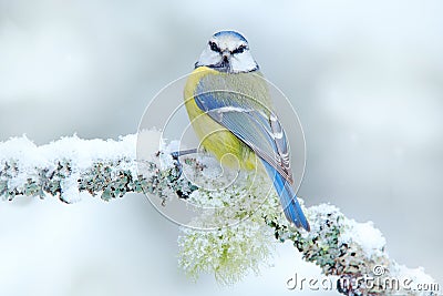 First snow in nature. Snow winter with cute songbird. Bird Blue Tit in forest, snowflakes and nice lichen branch. Wildlife scene f Stock Photo