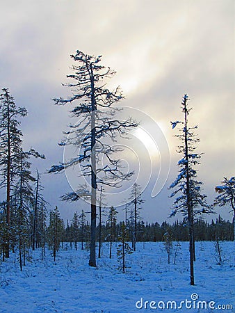 First snow in northern Finland, fall season. Marsh. Stock Photo