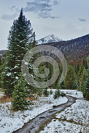 First snow in the Rocky mountains forest. Stock Photo