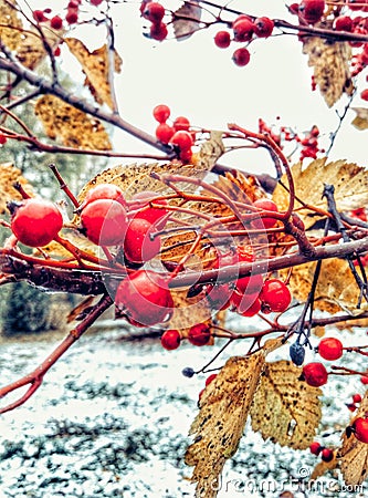 First snow Stock Photo