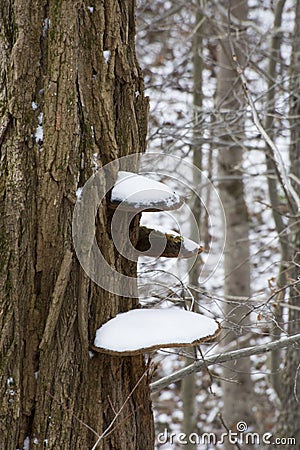 First snow on shelf fungus Stock Photo