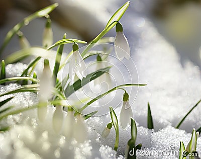 First snowdrops on snow Stock Photo