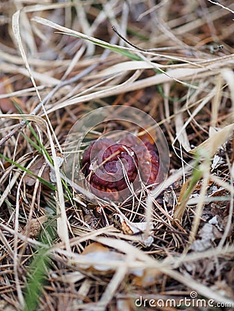 The first spring April mushroom Gyromitra esculenta Stock Photo