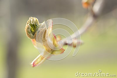 First spring chestnut bud Stock Photo