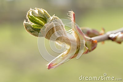 First spring chestnut bud Stock Photo