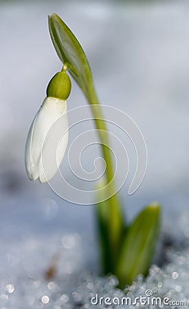 First spring flower growing from snow Stock Photo