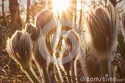 First spring flowers background. pasque-flower in the rays of the setting bright sunset Stock Photo