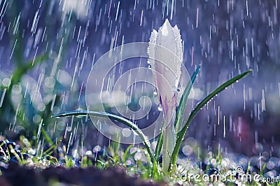 Beautiful spring white crocus in the spring rain Stock Photo