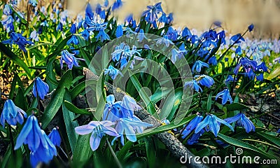 First Spring Flowers beauty Scilla siberica flowers blossom in park .Asparagaceae floral Scilla siberica is a species of floweri Stock Photo