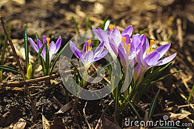 The first spring flowers Stock Photo