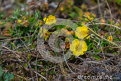 The first spring flowers. Buttercup Ranunculaceae Stock Photo