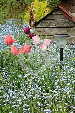 The first spring flowers in a country garden Stock Photo