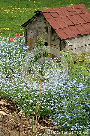 The first spring flowers in a country garden Stock Photo