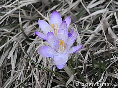 First spring flowers - crocus Stock Photo