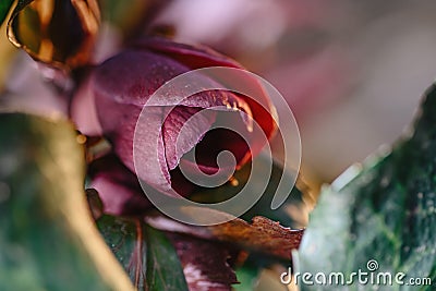 first spring flowers, detail of blooming helleborus orientalis in the garden in the rays of the sun Stock Photo