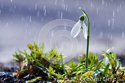 First spring flowers snowdrops with rain drops Stock Photo
